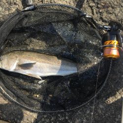 サビキでスズキ